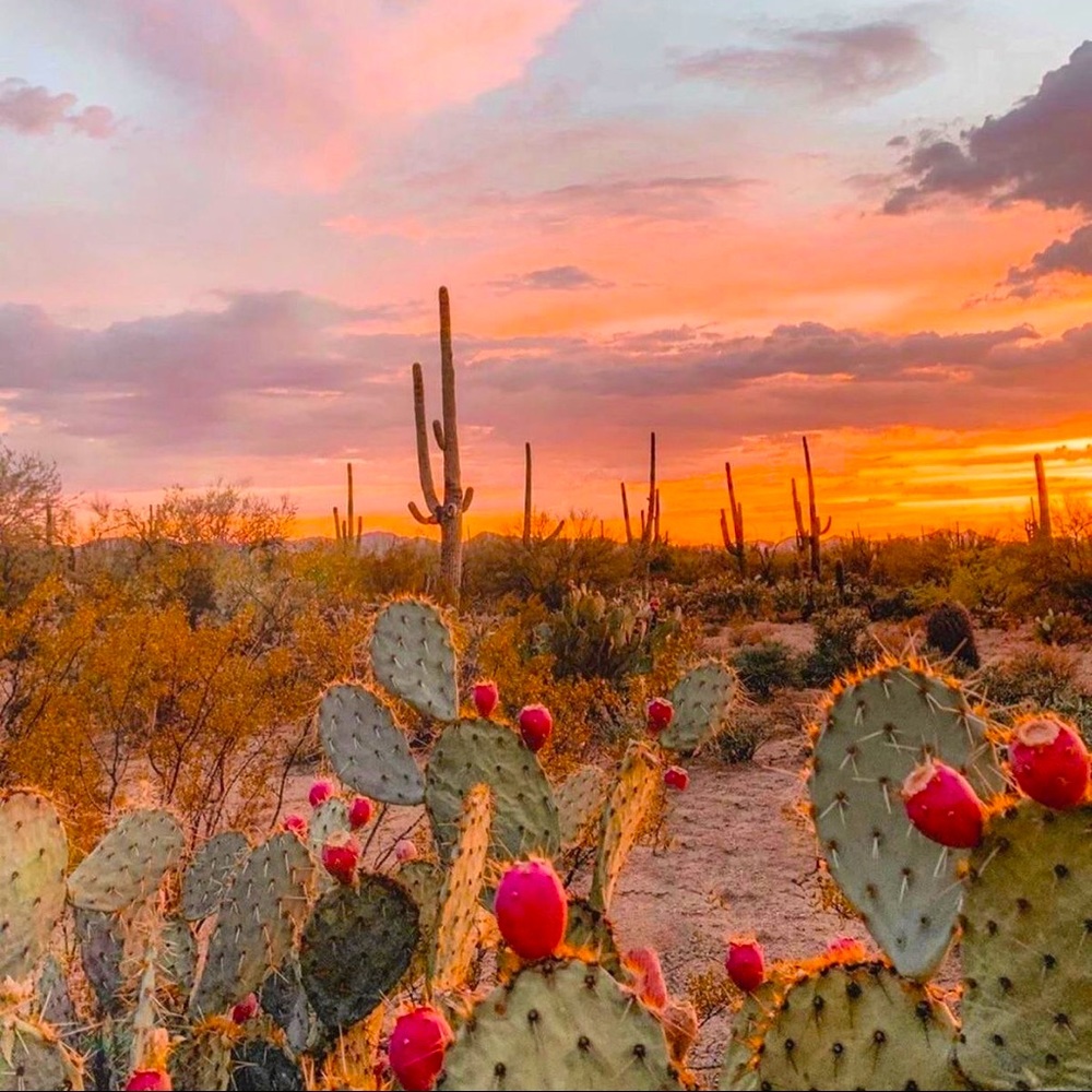 Meet your Posher, Joujoujoli